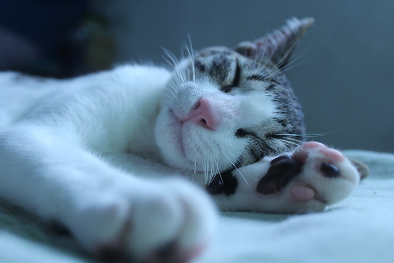 Sleeping Cat